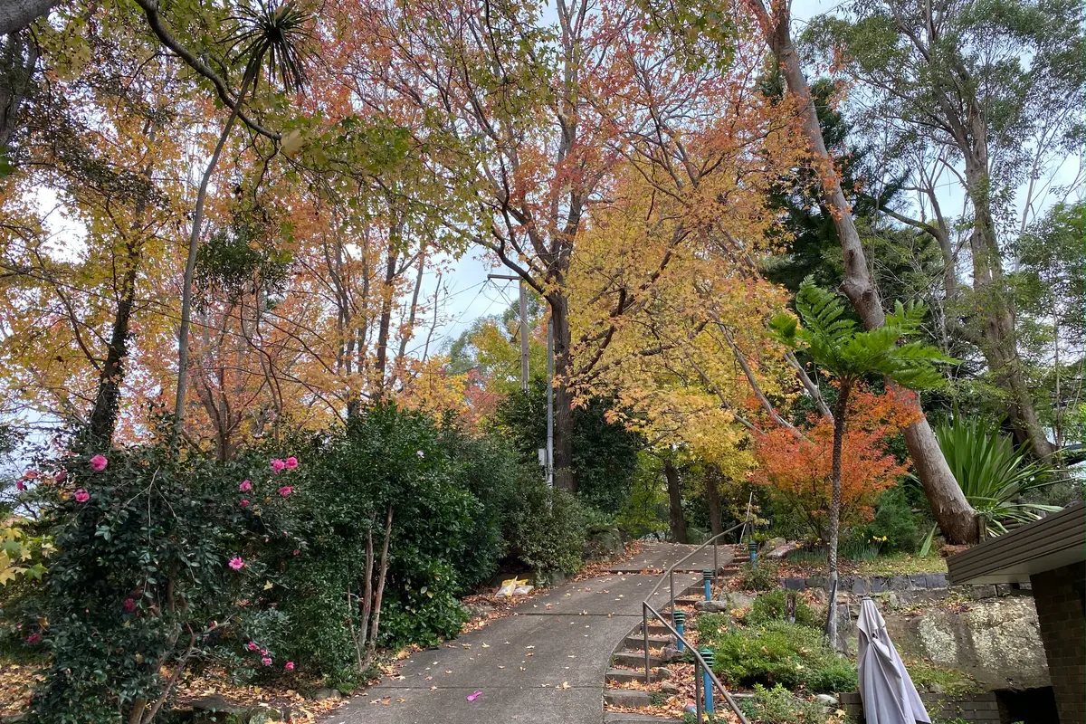 A sloping driveway beneath trees in orange, red and gold autumn foliage, with camellias in flower