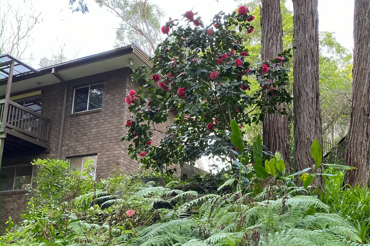 Two-storey face-brick rear of the house with a balcony, a red-flowering camellia and a bank of ferns