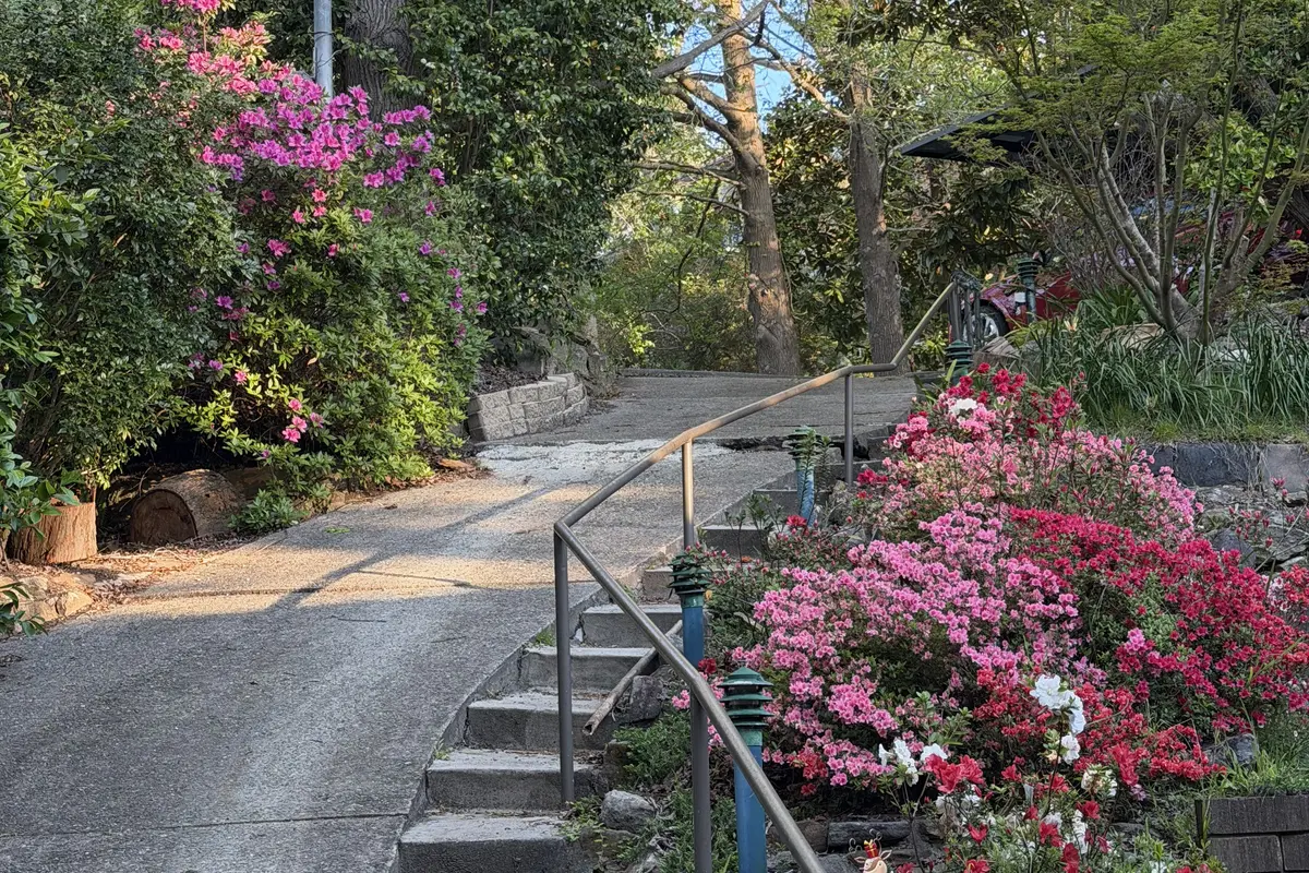 Concrete steps with a handrail curving up beside pink, red and white azaleas next to the driveway