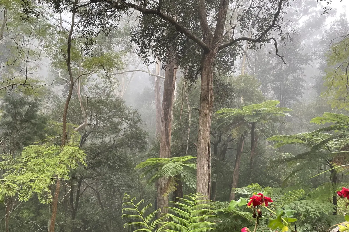 Tall gum trees and tree ferns fading into morning mist, with red geraniums in the foreground