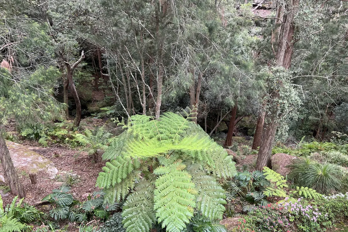 A large tree fern among sandstone boulders and native bush on the sloping garden